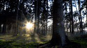 Morning Trees GIF by Living Stills