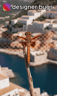 Fashion Luxury GIF