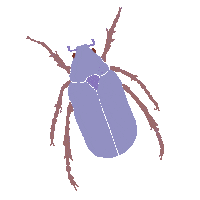 Bug Insect Sticker