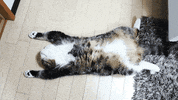 dream dreaming GIF