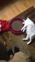 Lazy Cat Gives Her Best Attempt at Ball Catching Game