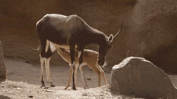 baby animals kid GIF by San Diego Zoo