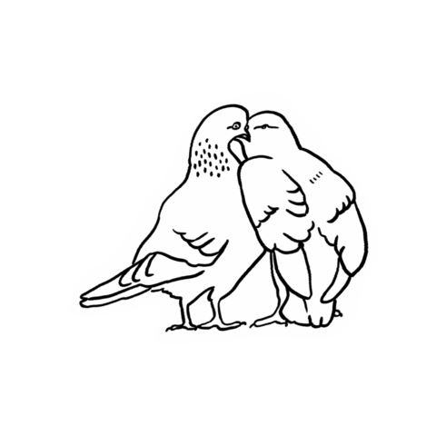 Pigeon Sticker by Trent Arthur Newspaper