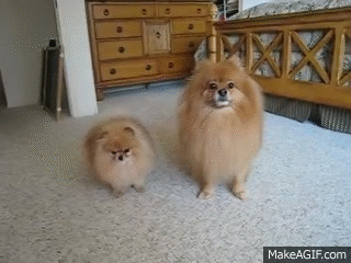 pomeranian GIF