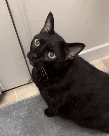 mannycat meow black cat let me out meowing GIF