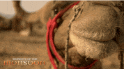 camel GIF