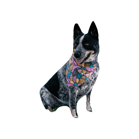 Cattledog Sticker by Geekster Pets