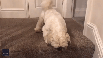 Dog Flips Out After Owner Leaves For Three Hours