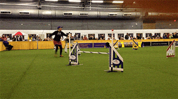 dog GIF by Westminster Kennel Club