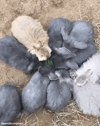Bunny Eat GIF by bendbunnybarn