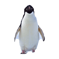 Penguin Sticker by imoji