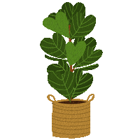 Fiddle Leaf Plant Sticker by Lauren Fox