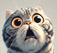 Cat Understanding GIF