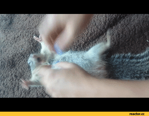 squirrel GIF