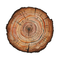 deknoesttuinen boom tilburg hovenier knoest Sticker