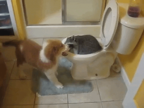 funny videos GIF by AFV Pets