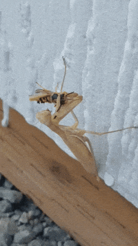 girl asshole GIF