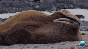 Tired Sylvia Earle GIF by Mission Blue