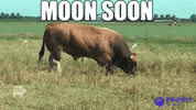 Moon Reaction GIF by ProBit Global