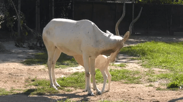 Illinois Zoo Celebrates Birth of Critically Endangered Antelope