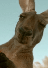 sup cheezburger kangaroo roo crittersup GIF