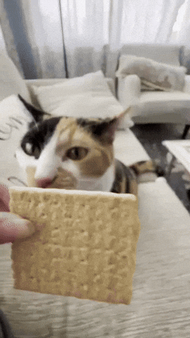 Graham Cracker Eating GIF