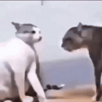 Fight Cat GIF