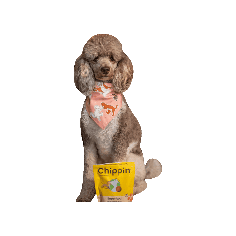 Everybody Wants To Be A Cat Poodle Sticker by Geekster Pets