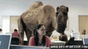 hump day GIF