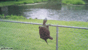 turtle fail GIF
