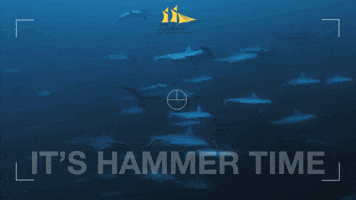 Jakare_Liveaboard sharks cant touch this komodo hammer time GIF