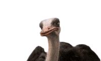 Robert Downey Jr Ostrich Sticker by Dolittle