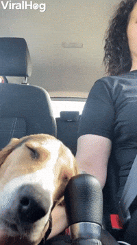 Dog Gets Drowsy During Drive