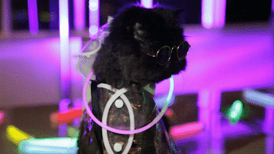 muaddibthecat giphyupload dance cat party GIF