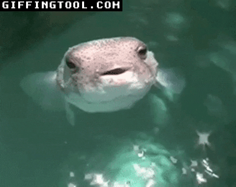 giphyupload GIF