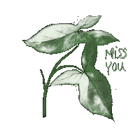 Drawdrillman nature plants leaf miss Sticker