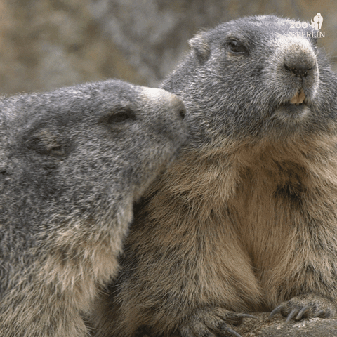 Marmots GIFs - Get the best GIF on GIPHY