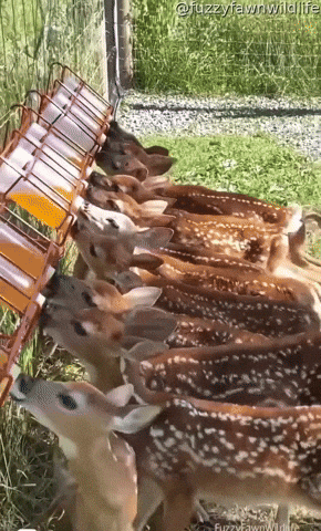 cuteanimalland giphyupload GIF