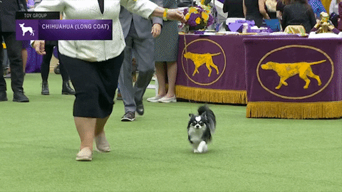 Dogs Chihuahua GIF by Westminster Kennel Club