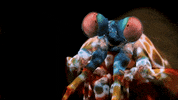 Shrimp Seafood GIF