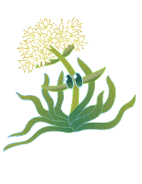 Succulents Dudleya Sticker by California Native Plant Society