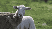 sheep farm GIF by CBC