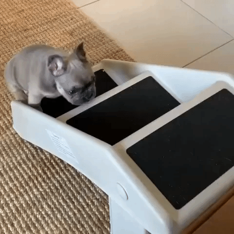Cleft Palate Puppy Conquers Stairs