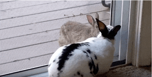 smelling GIF