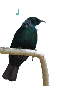 cornwallparknz tui cornwallparknz birdsongs cornwallparkbirds Sticker
