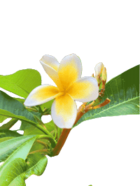 Summer Flower Sticker