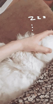 White Cat GIF