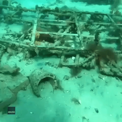 'Hide and Seek': Diver Spots Adorable Globefish Hiding Amid Wreckage