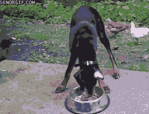 dog eating GIF by Cheezburger
