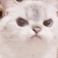 White Cat GIF